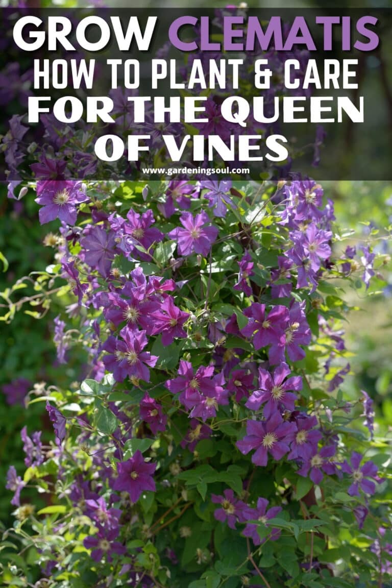 Grow Clematis How to Plant & Care for the Queen of Vines