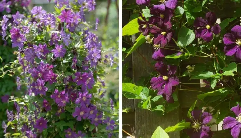 Grow Clematis - How to Plant & Care for the Queen of Vines