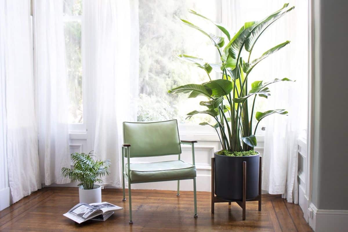 17 Best Large And Tall Indoor Plants for Home & Offices