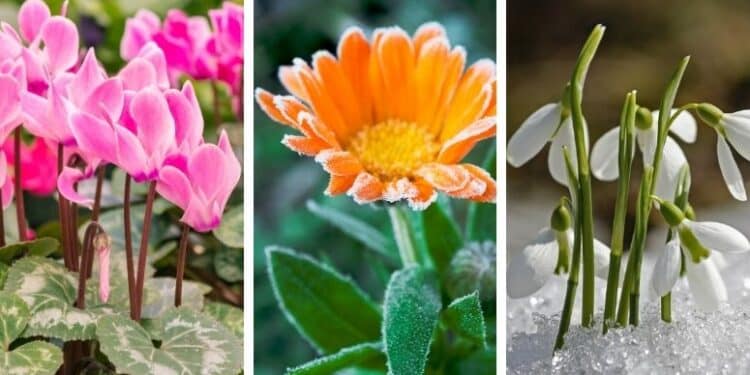 15 Beautiful Plants That Grow In Winter