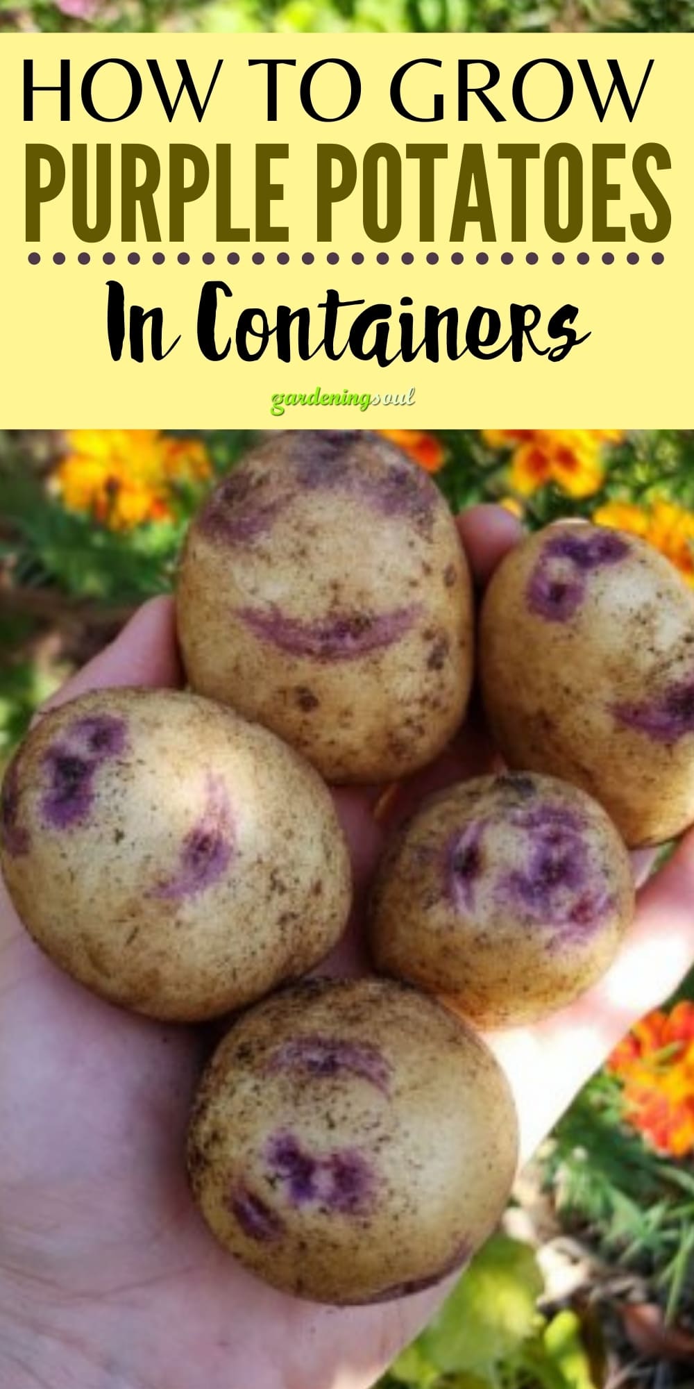 How To Grow Purple Potatoes In Containers