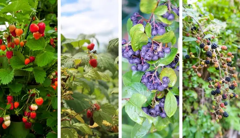 15 Easy and Delicious Berry Bushes Anyone Can Grow
