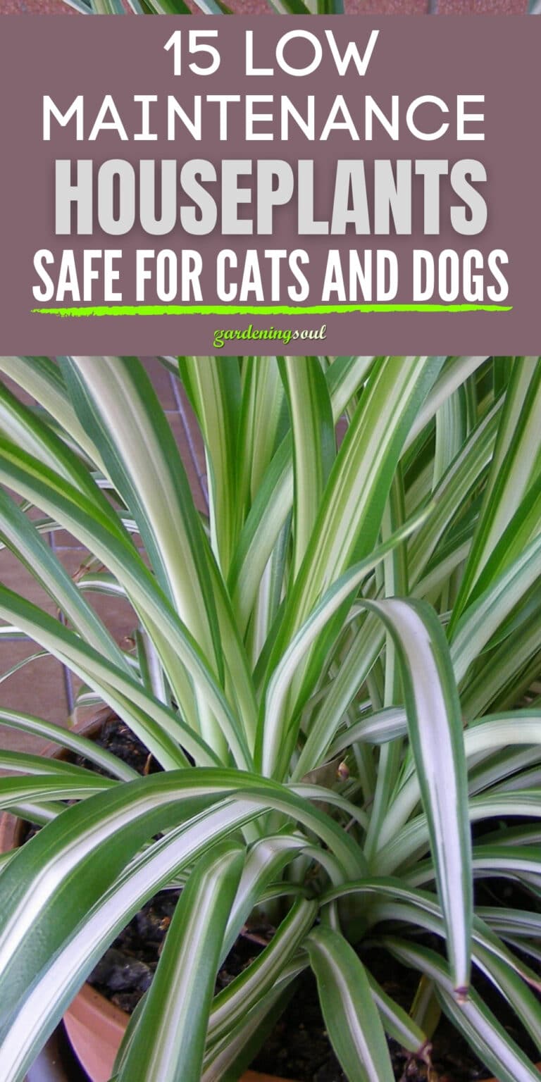 15 Low Maintenance Houseplants Safe for Cats and Dogs