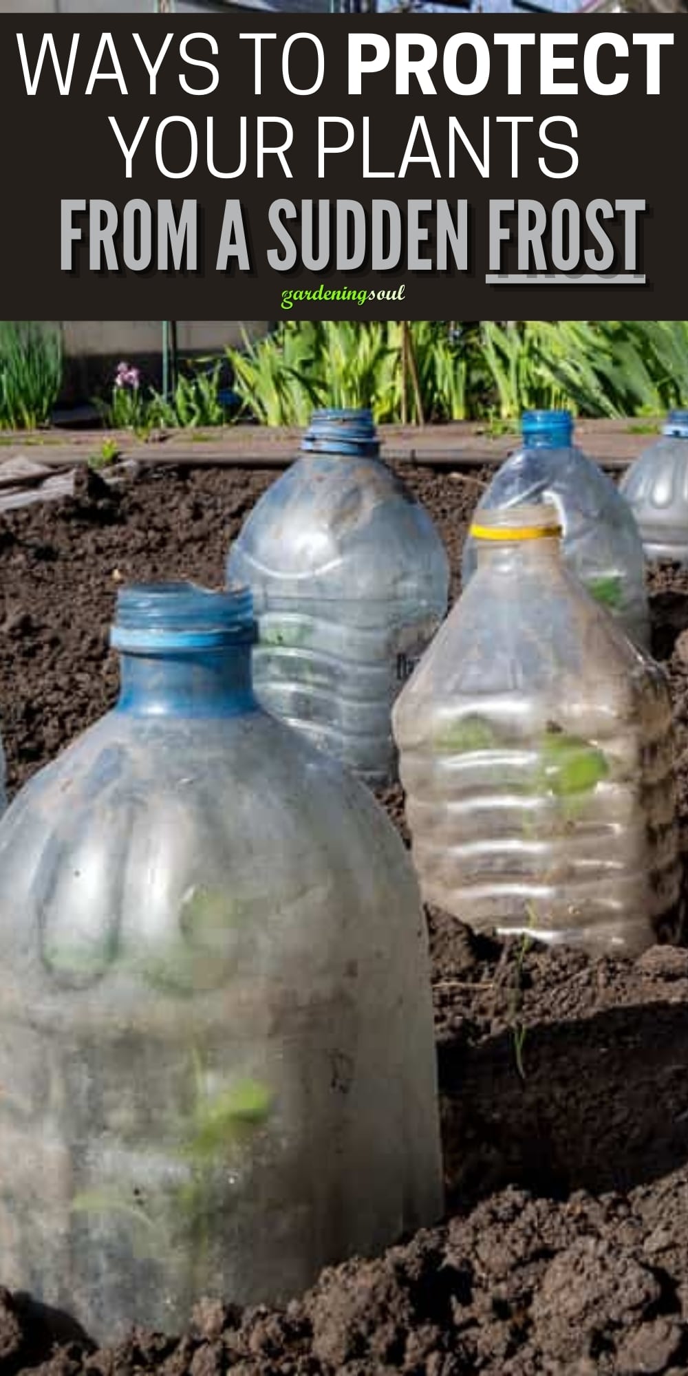 Ways to Protect Your Plants From a Sudden Frost