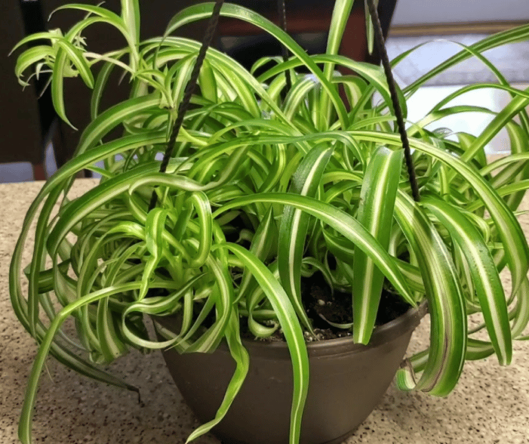 Variegated Bonnie Spider Plant Gardening Soul