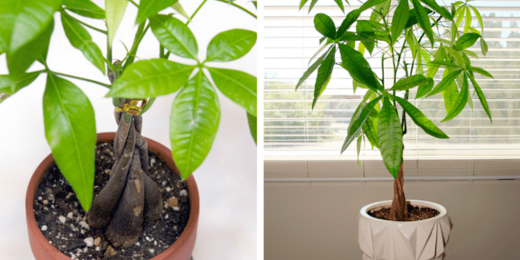 How to Grow a Lucky Money Tree Plant and Attract Luck and Prosperity in ...