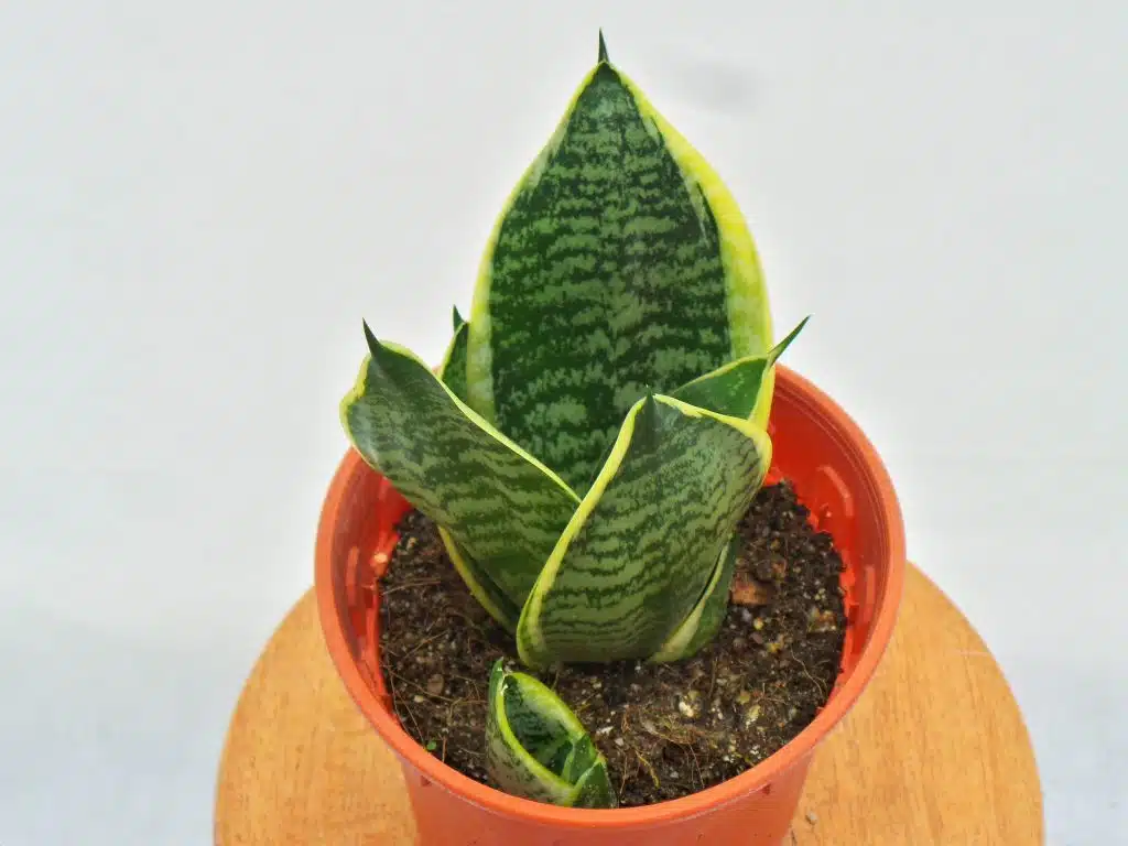 snake plant care