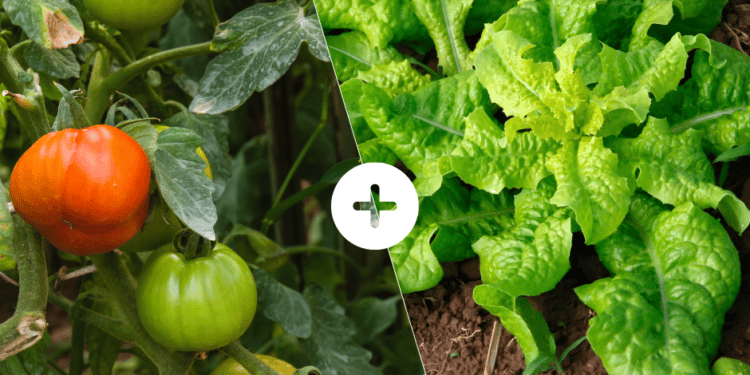 30 Mischpflanzpaare für einen produktiven Garten