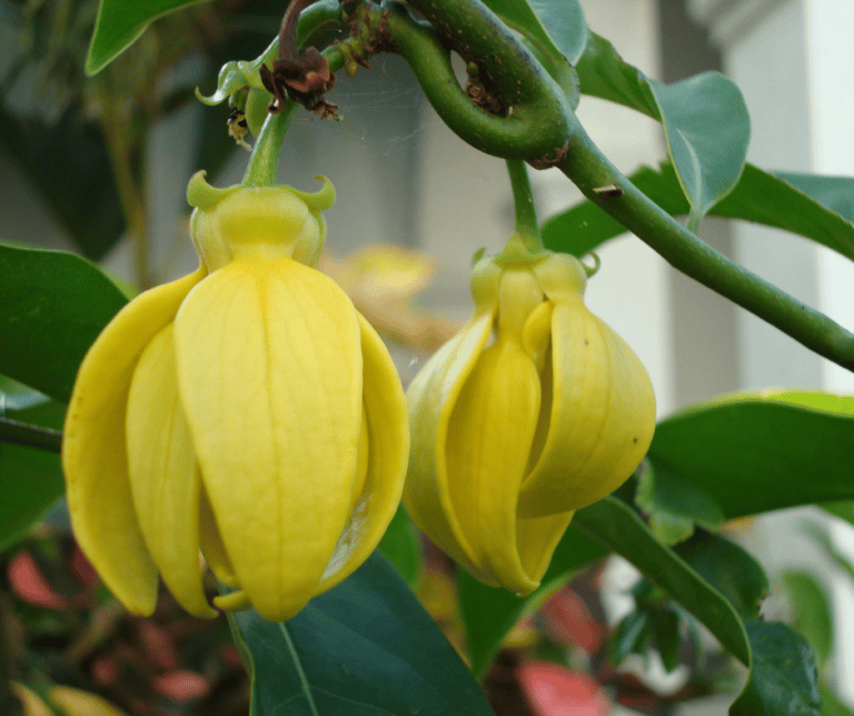 10 Best Indoor Vines with Sweet Fragrance