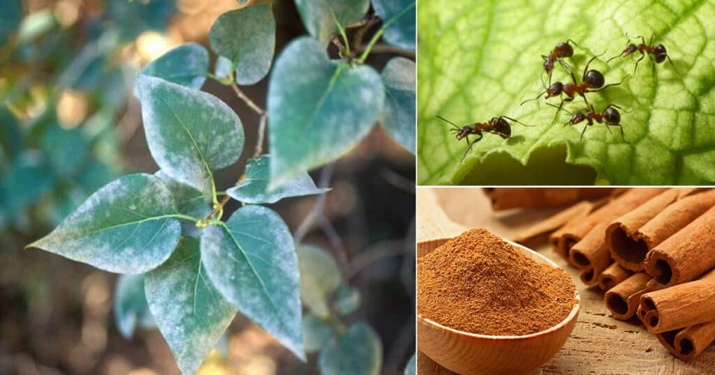 10 Great Uses Of Cinnamon In Your Garden