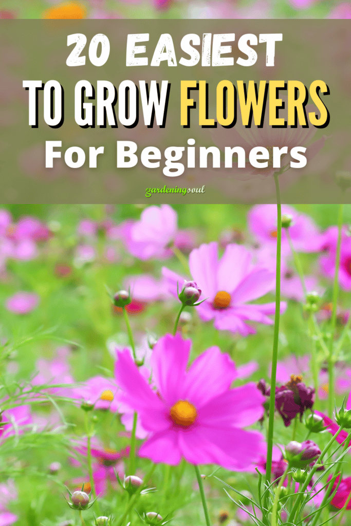 20 Easiest To Grow Flowers For Beginners