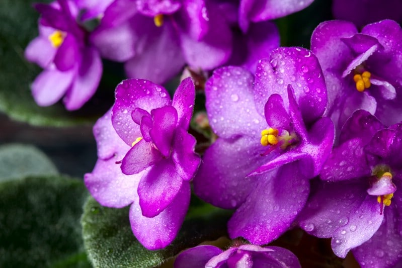 African Violet propagated