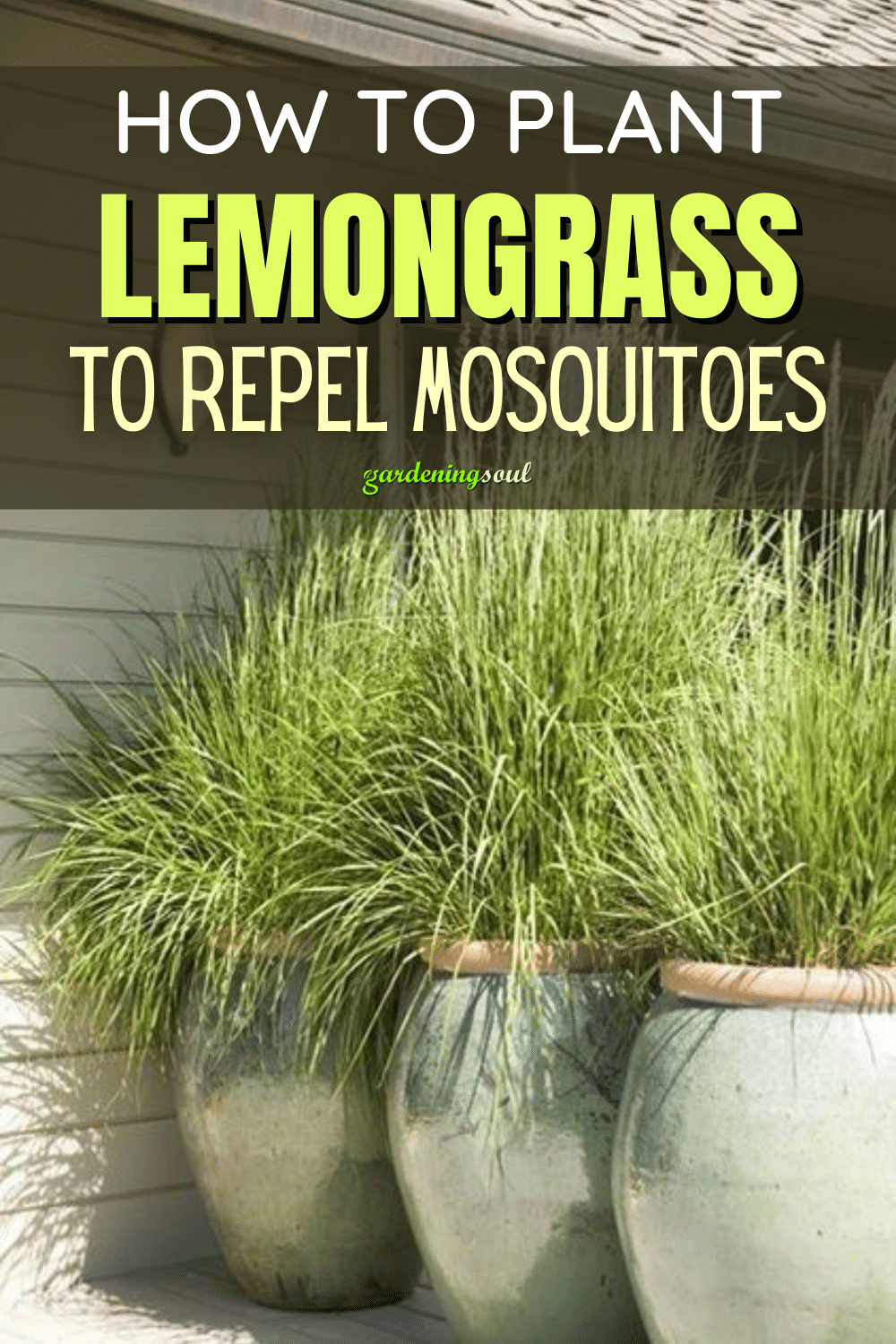 How to Plant Lemongrass to Repel Mosquitoes