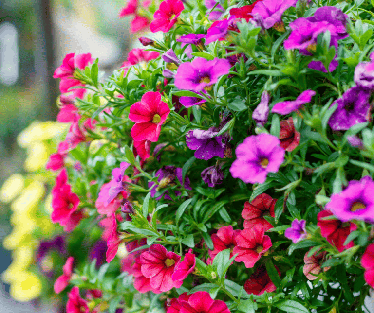 15 Full Sun Annual Flowers For Your Summer Garden