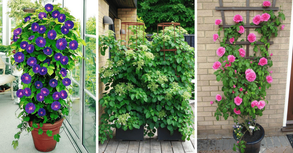 climbing plants for planters