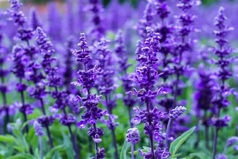 lavender propagated