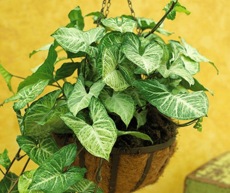 15 Indoor Plants That Can Survive Low Light