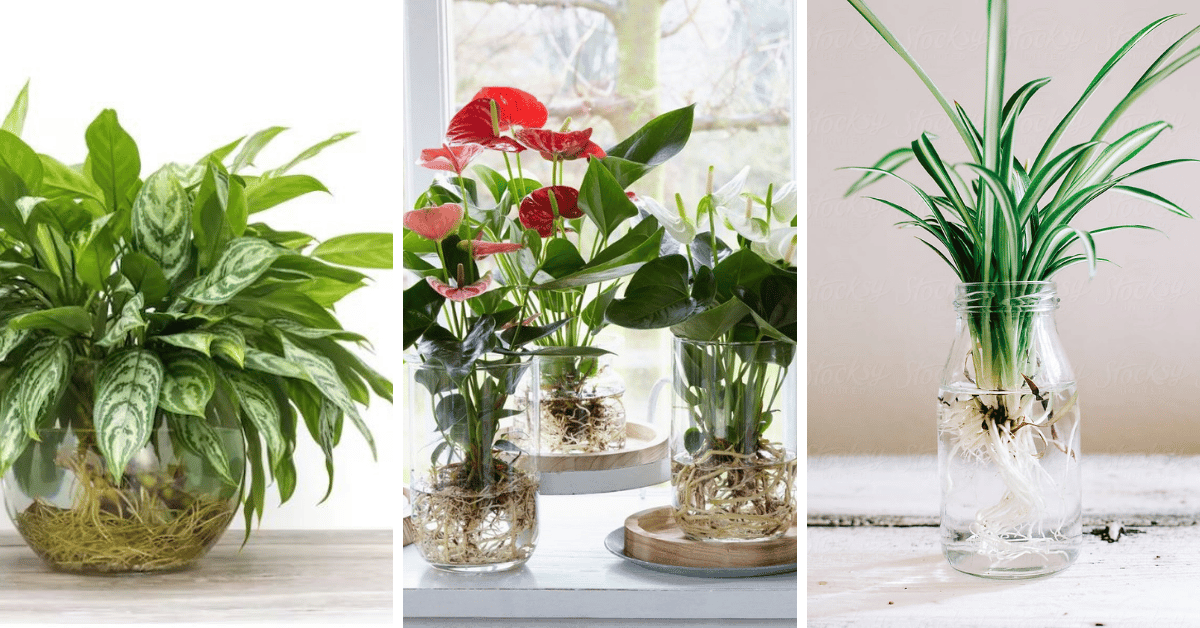 17 Houseplants You Can Easily Grow In Water