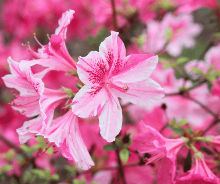 20 Most Common Poisonous Plants You Should Be Aware of