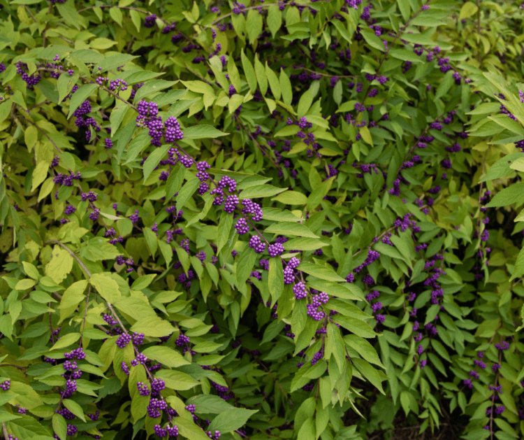 18 Purple Flowering Shrubs That Will Make Your Garden Luxurious