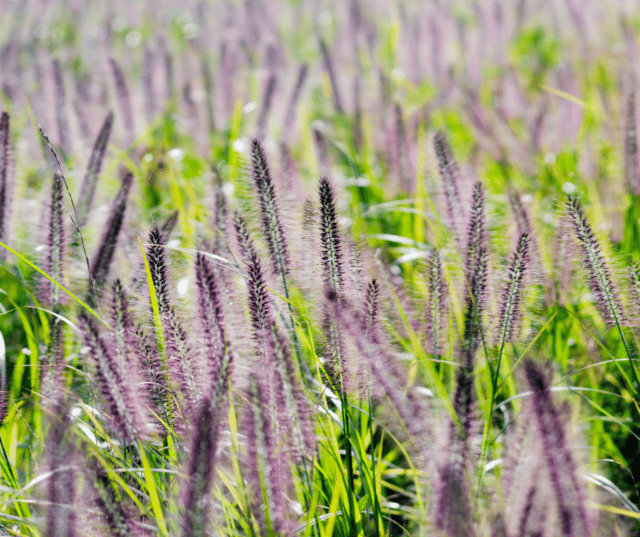 25 of the Best Plants and Trees to Add Fall Color to Your Yard