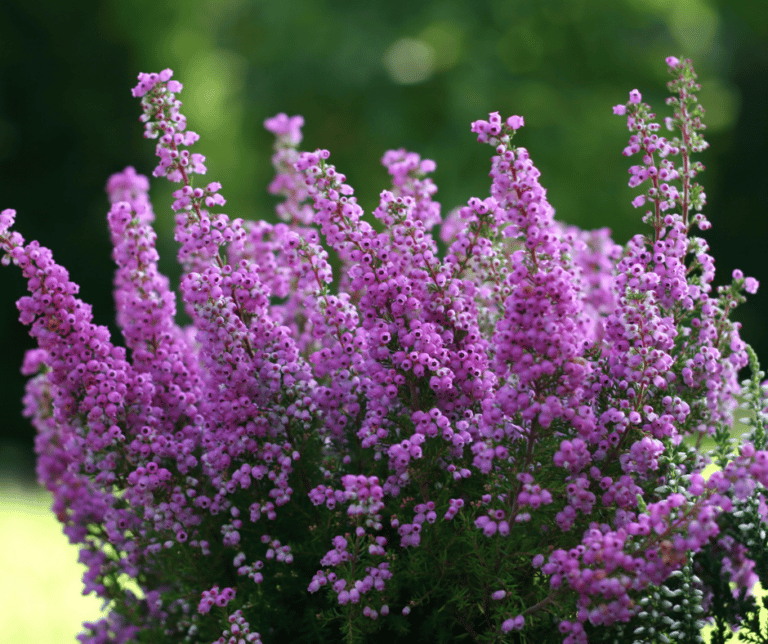 18 Purple Flowering Shrubs That Will Make Your Garden Luxurious