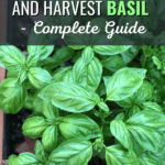 How to Plant, Grow and Harvest Basil - Complete Guide