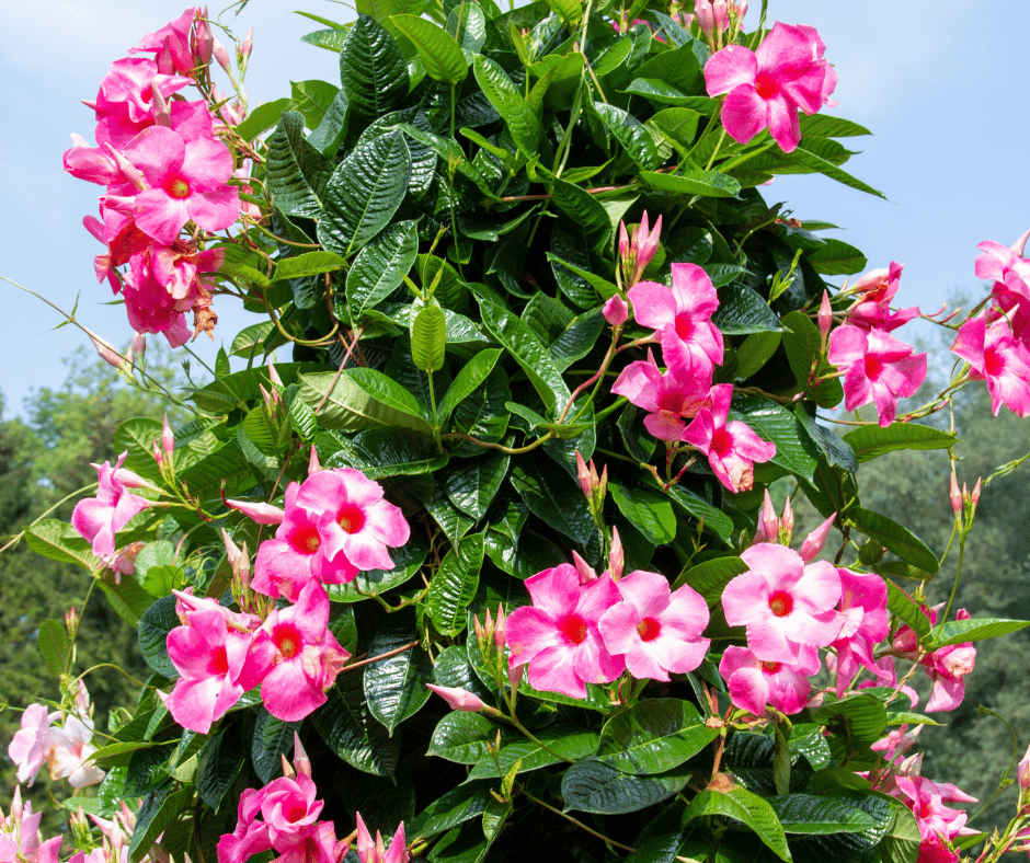 15 Most Beautiful Flowering Vines That Will Steal The Show In Your Garden