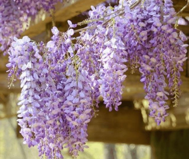 15-most-beautiful-flowering-vines-that-will-steal-the-show-in-your-garden