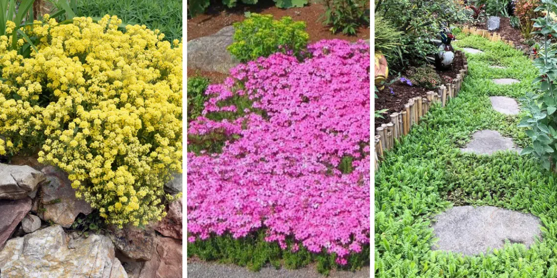 20 Low-Maintenance Ground Cover Plants to Beautify Your Yard