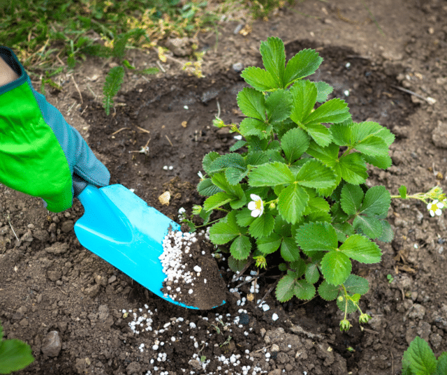 27 Best Tips For Successfully Growing Strawberries