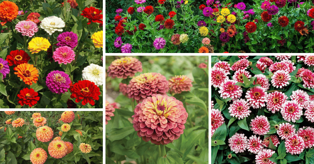 How Many Varieties Of Zinnias Are There At Matilda Neil Blog How Many Varieties Of Zinnias Are There At Matilda Neil Blog