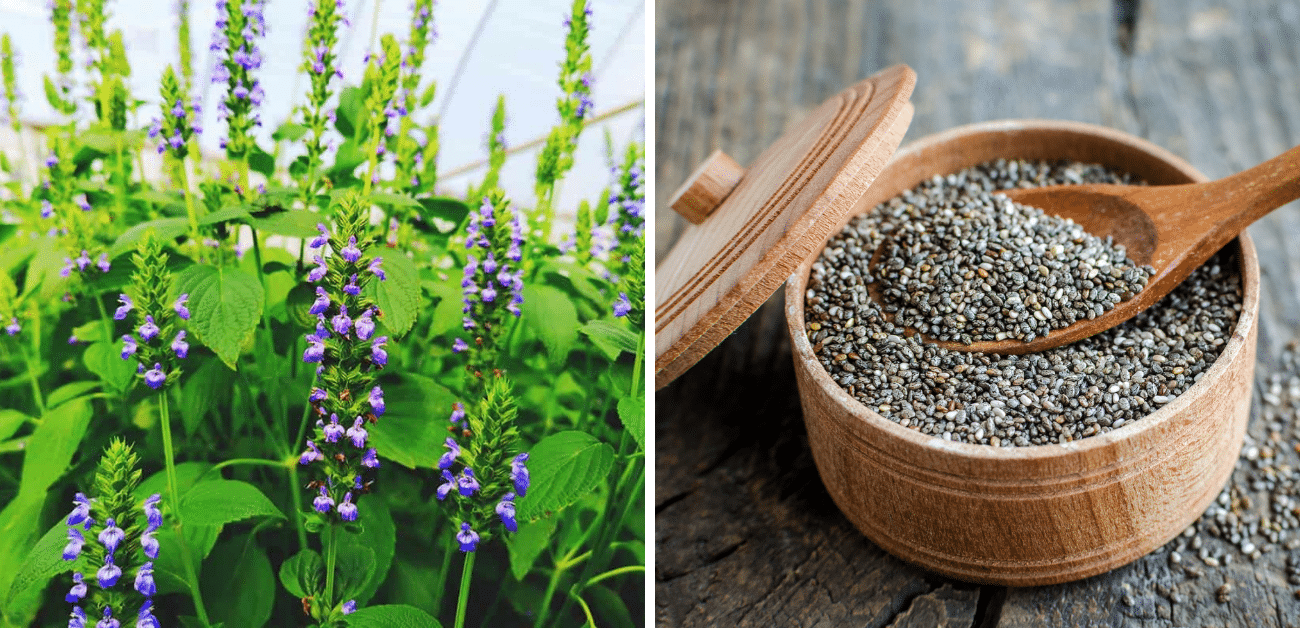 How to Grow Organic Chia Seeds in the Garden and 5 Ways to Use Them