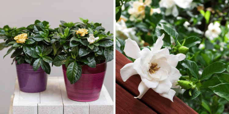 How to Grow and Care for Gardenia Plants
