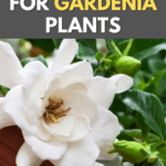 How to Grow and Care for Gardenia Plants