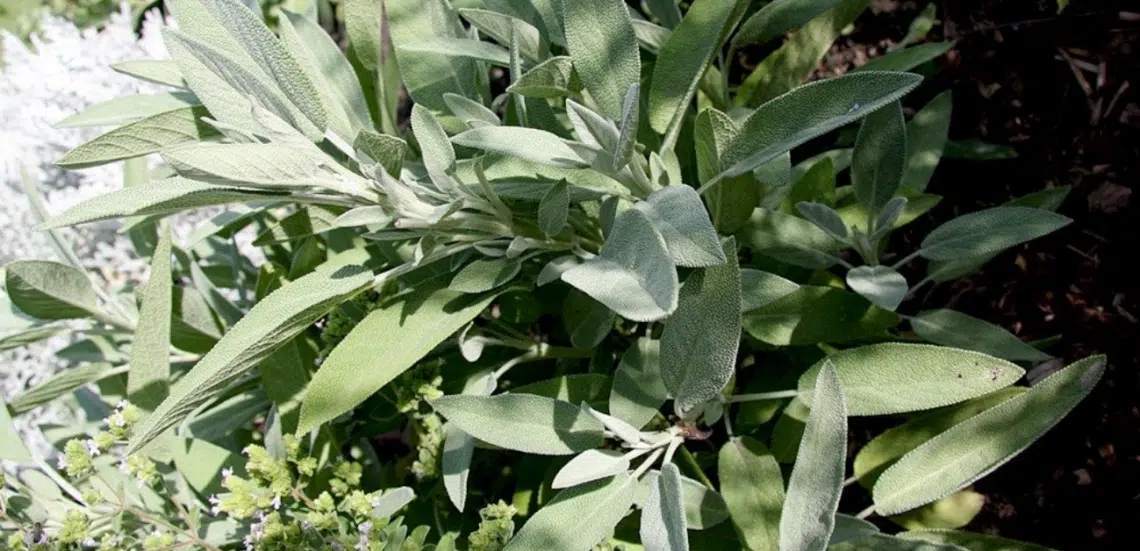 14 Wonderful Ways You Can Use Sage Leaves   Sage Plant In The Garden 1140x551 