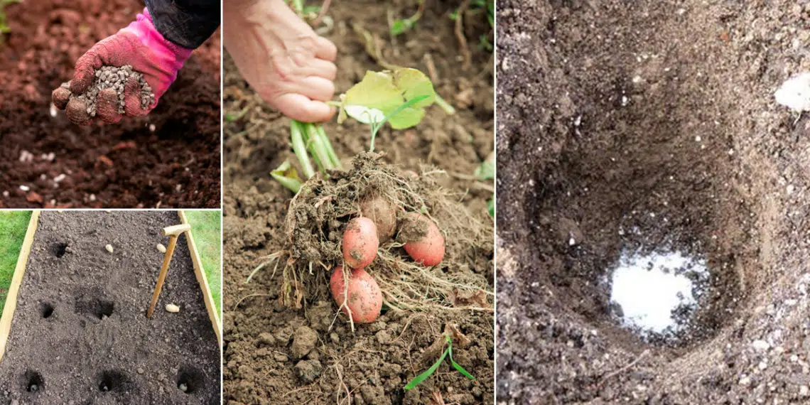 Put These 10 Things in Your Potato Planting Hole for Best Harvest