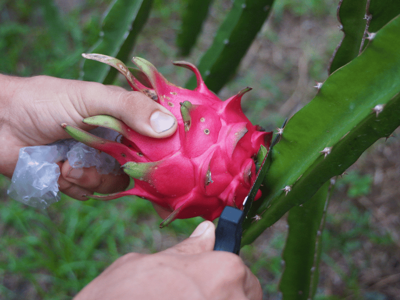 harvesting Dragon Fruit