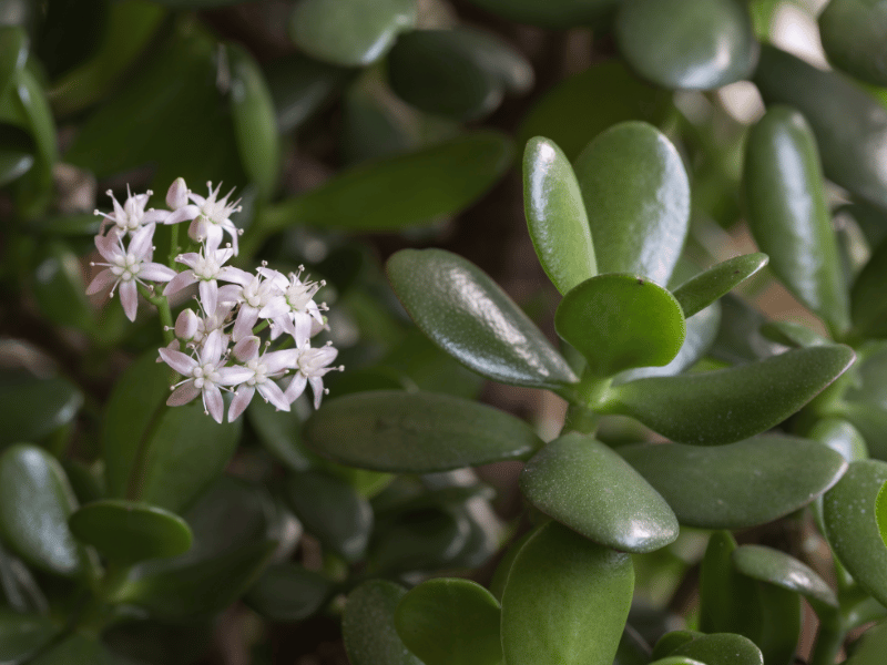 how to prune a jade plant