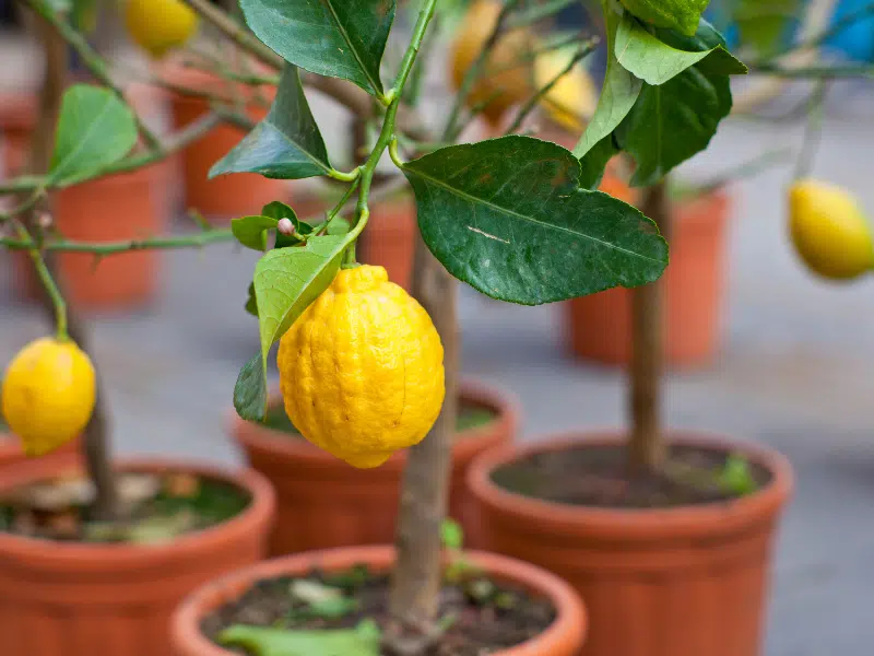 Lemon Tree in pot