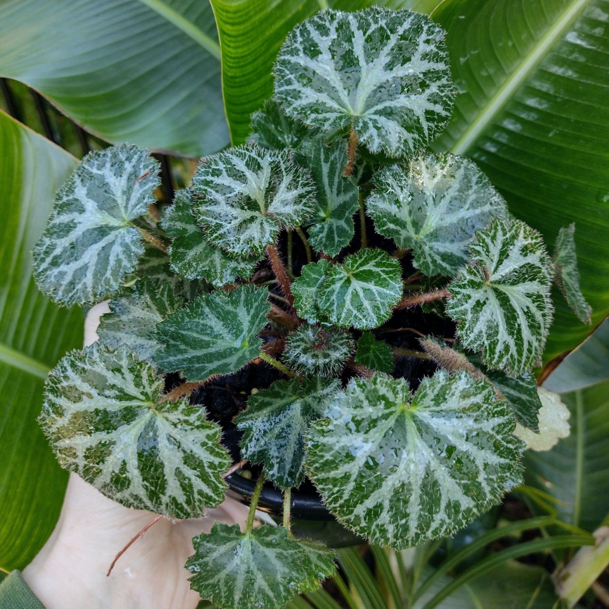 Potted Strawberry Begonia