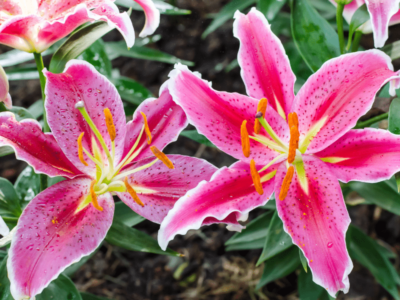 Stargazer Lilies Colors At James Saavedra Blog Stargazer Lilies Colors At James Saavedra Blog
