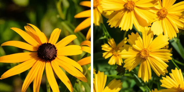 5 Yellow Perennial Flowers to Brighten Up Your Garden