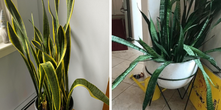Snake Plant Drooping? Here’s What to Do!