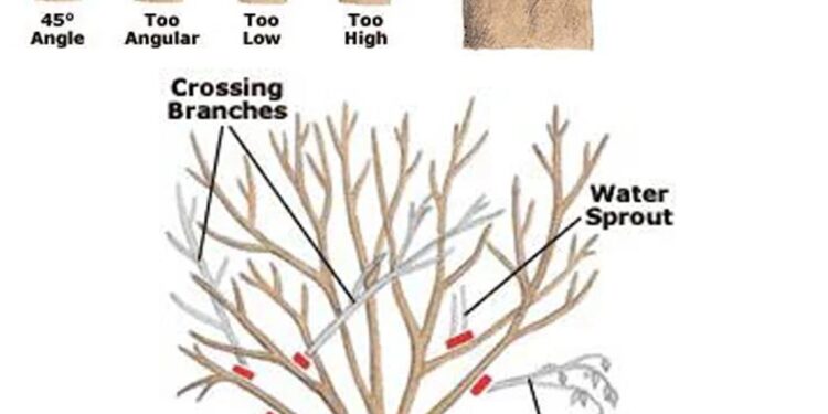 How and when to Prune Trees and Shrubs