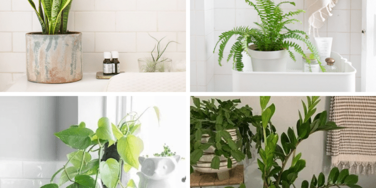 28 Best Indoor Plants for Bathroom