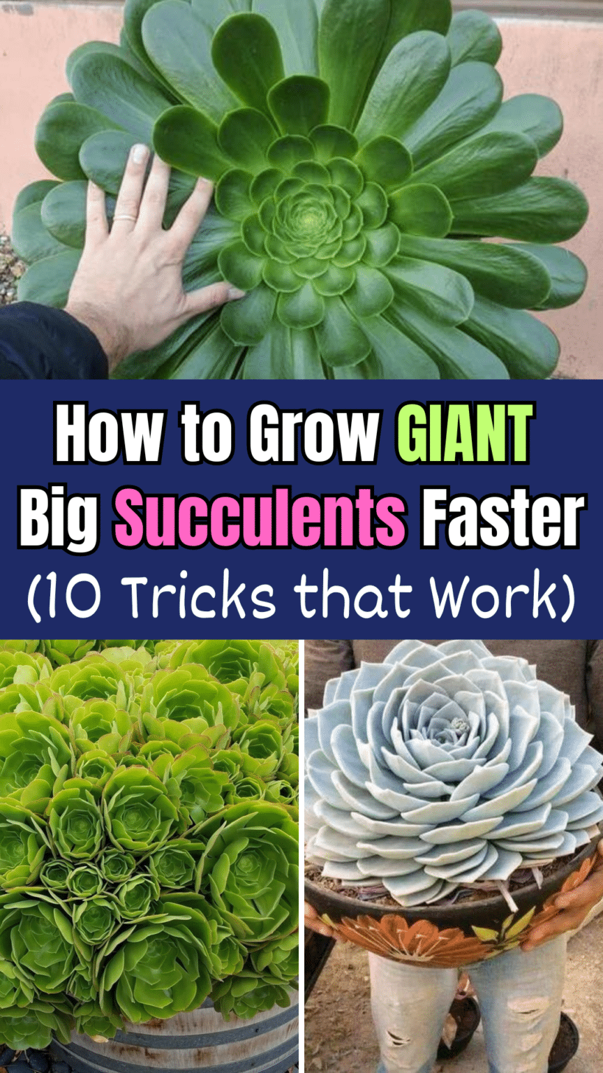 How to Grow Giant Big Succulents Faster (10 Tricks that Work)