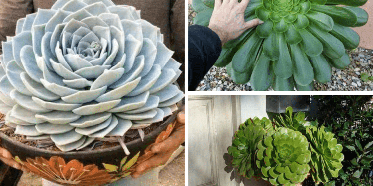 How to Grow Giant Big Succulents Faster (10 Tricks that Work)