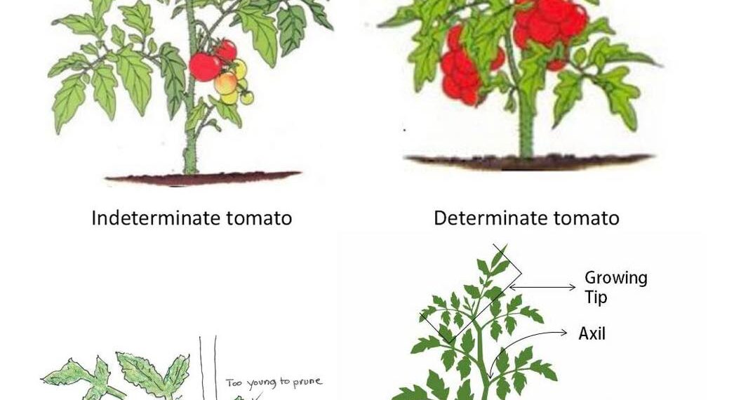 Gardening Soul Gardening Tips Advice Information Gardening soul gardening tips advice information