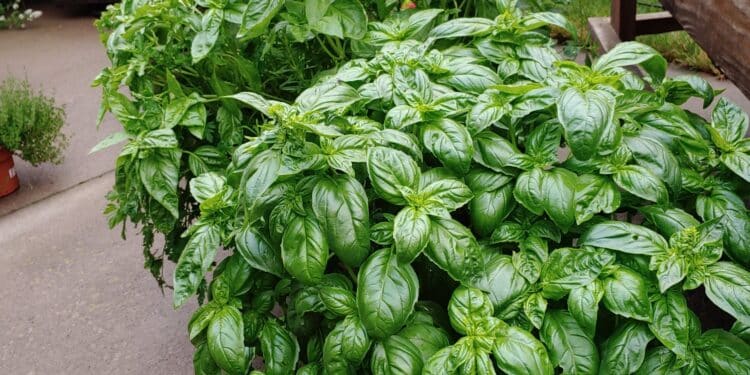 Basil and Herb Garden – Feeding Them With Banana Peel Water
